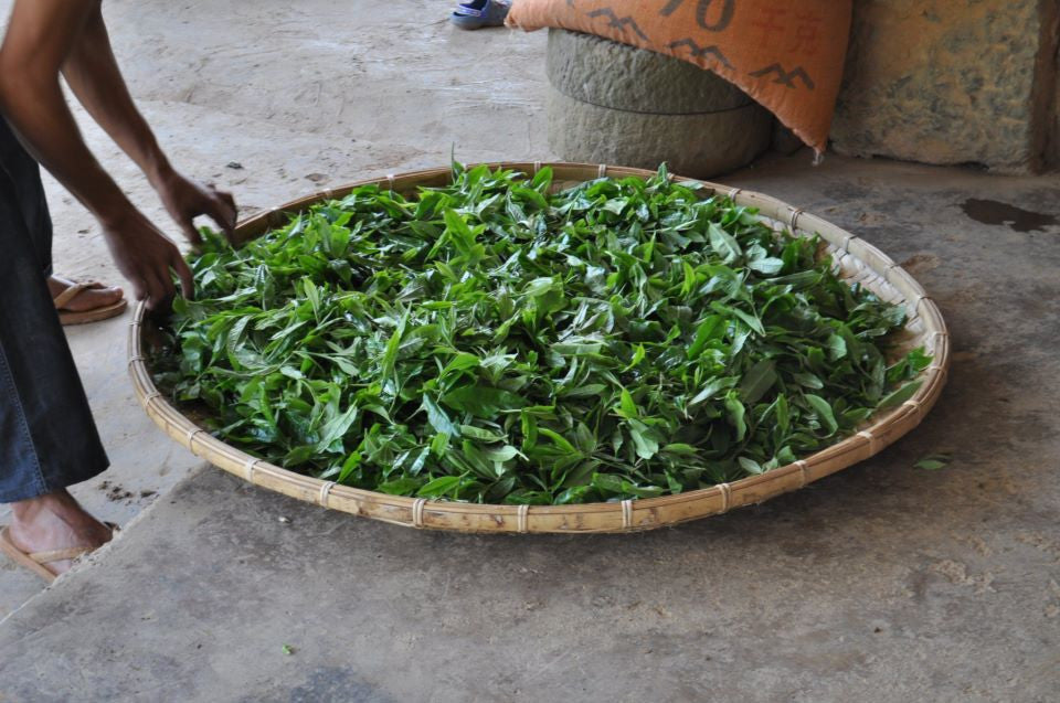 2023 Yunnan Sourcing "Wa Long Village" Ancient Arbor Raw Pu-erh Tea Cake