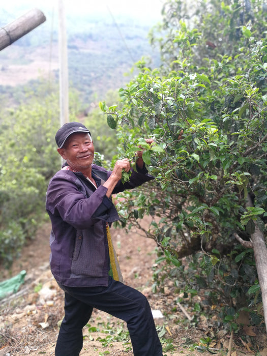 2020 Yunnan Sourcing "Man Gang Gu Shu Hong" Black Tea Cake