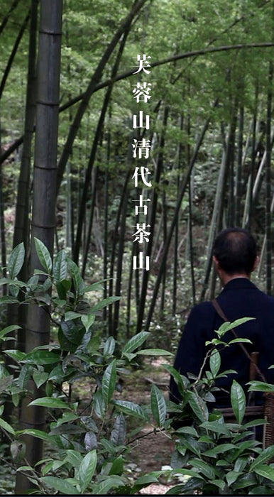 2018 Gao Jia Shan "Fu Rong Mountain" Fu Zhuan Wild Tea