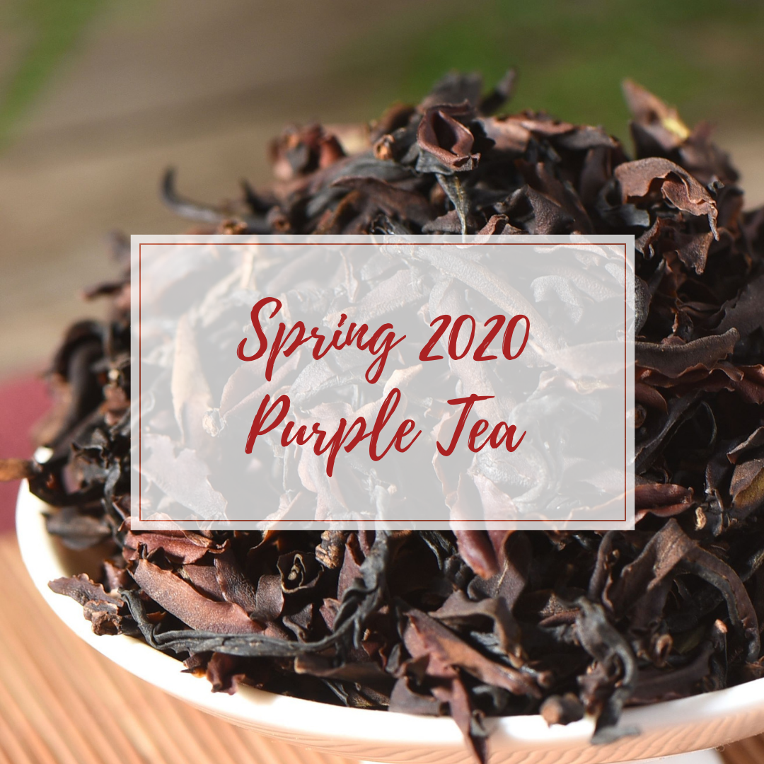 Purple Tea (loose leaf) - Spring 2020