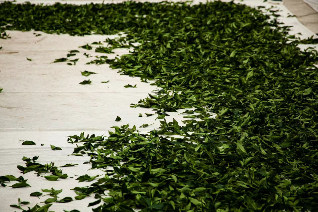 Yunnan "Qing Xin" Taiwan Varietal Red Oolong Tea | Yunnan Sourcing Tea Shop