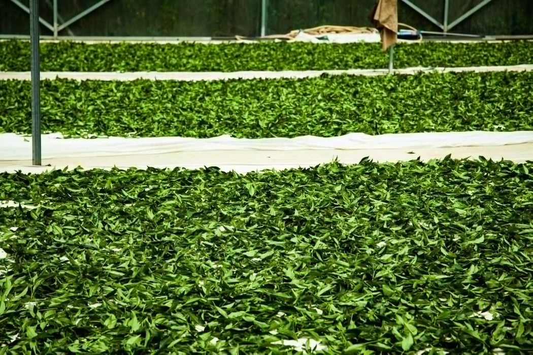 Yunnan "Qing Xin" Taiwan Varietal Red Oolong Tea | Yunnan Sourcing Tea Shop