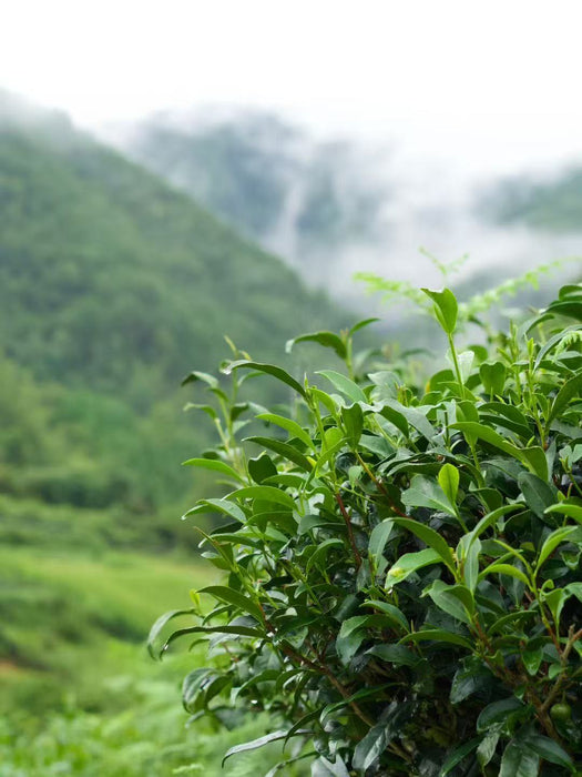 Yunnan "Eastern Beauty" Taiwan Varietal Oolong Tea | Yunnan Sourcing Tea Shop