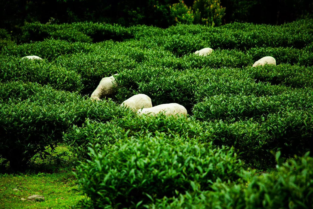 Yunnan "Qing Xin" Taiwan Varietal Jade Oolong Tea | Yunnan Sourcing Tea Shop