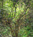 A dense green forest scene with leafy vines and branches, lit by natural light filtering through the canopy.