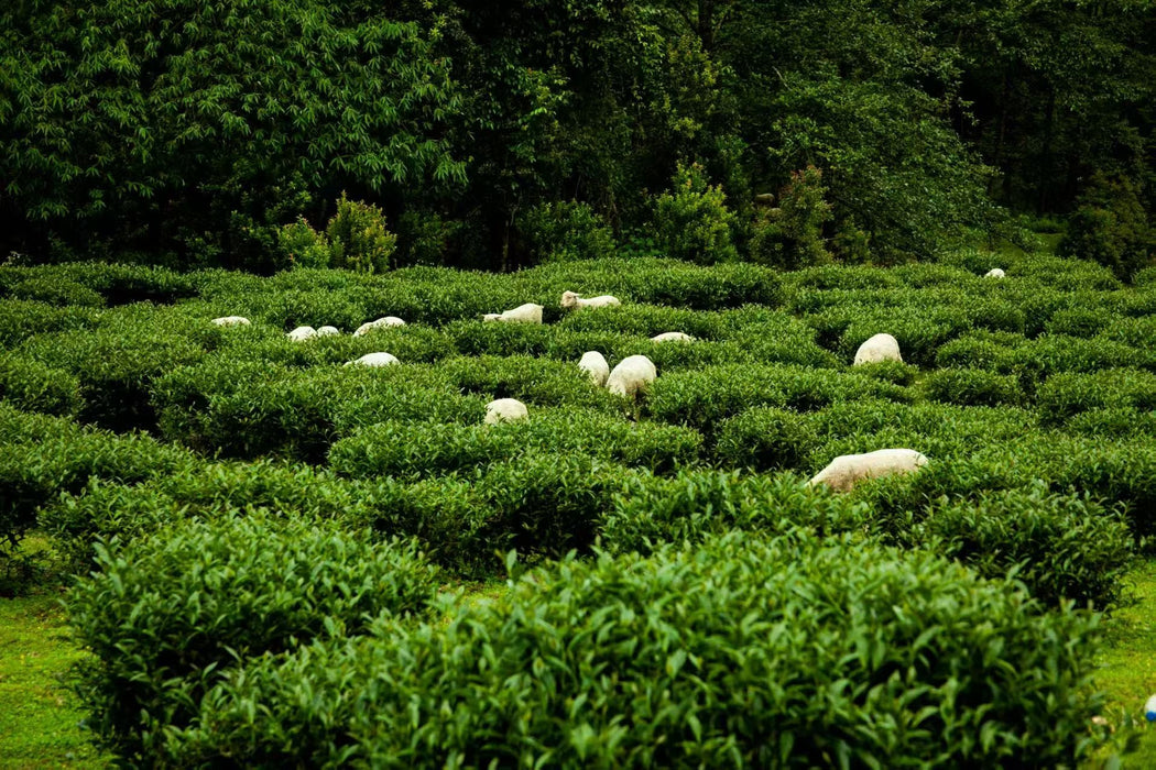 Yunnan "Qing Xin" Taiwan Varietal Jade Oolong Tea | Yunnan Sourcing Tea Shop