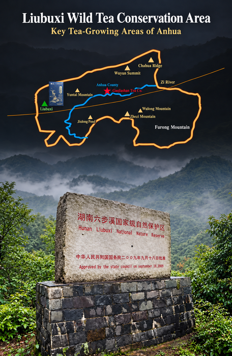 An informational travel graphic for Liubuxi Wild Tea Conservation Area in Anhua, showing a map of the tea-growing region overlaid on a scenic mountain landscape, with a stone monument in the foreground and English and Chinese text.