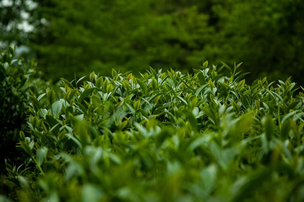 Yunnan "Eastern Beauty" Taiwan Varietal Oolong Tea | Yunnan Sourcing Tea Shop