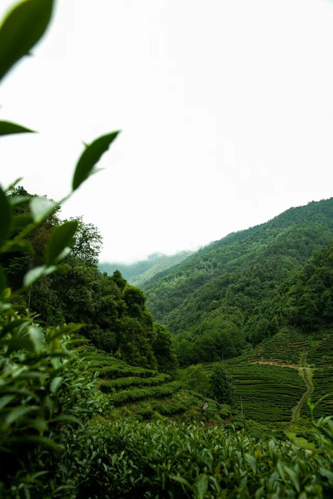 Yunnan "Qing Xin" Taiwan Varietal Red Oolong Tea | Yunnan Sourcing Tea Shop