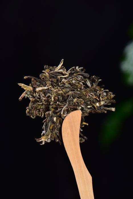 2024 Yunnan Sourcing "Meng Zhu Da Shan" Old Arbor Raw Pu-erh Tea Cake