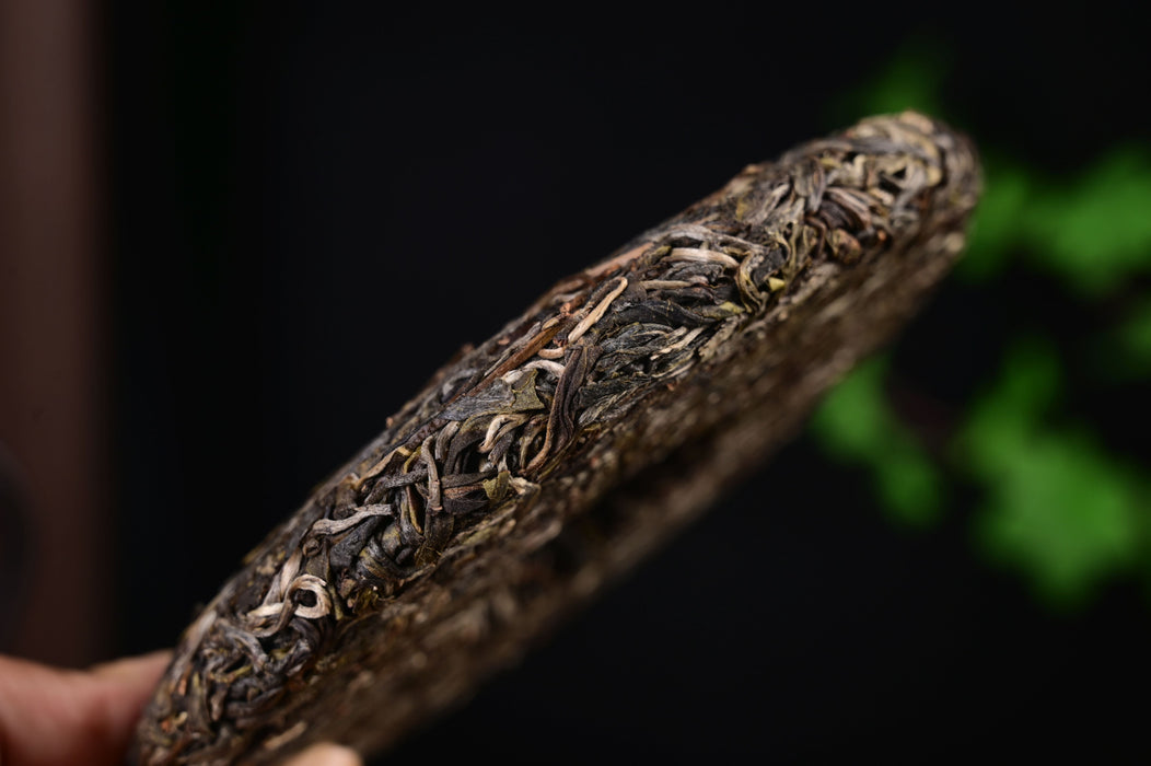 2025 Yunnan Sourcing "Mang Zhi" Old Arbor Raw Pu-erh Tea Cake | Yunnan Sourcing Tea Shop