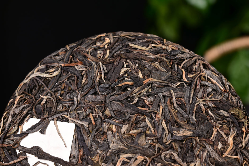 2024 Yunnan Sourcing "Autumn Gao Shan Zhai" Ancient Arbor Raw Pu-erh Tea Cake | Yunnan Sourcing Tea Shop