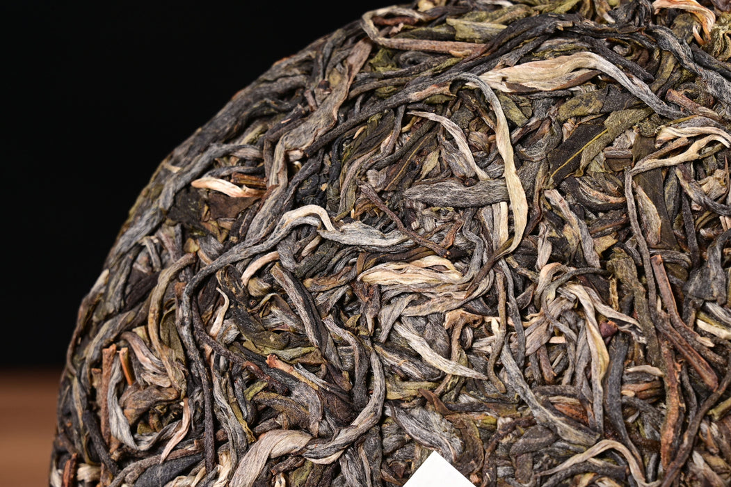 2024 Yunnan Sourcing "Autumn Ge Deng" Ancient Arbor Raw Pu-erh Tea Cake | Yunnan Sourcing Tea Shop