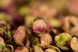Wild Tree Purple Sweet Ya Bao Buds | Yunnan Sourcing Tea Shop