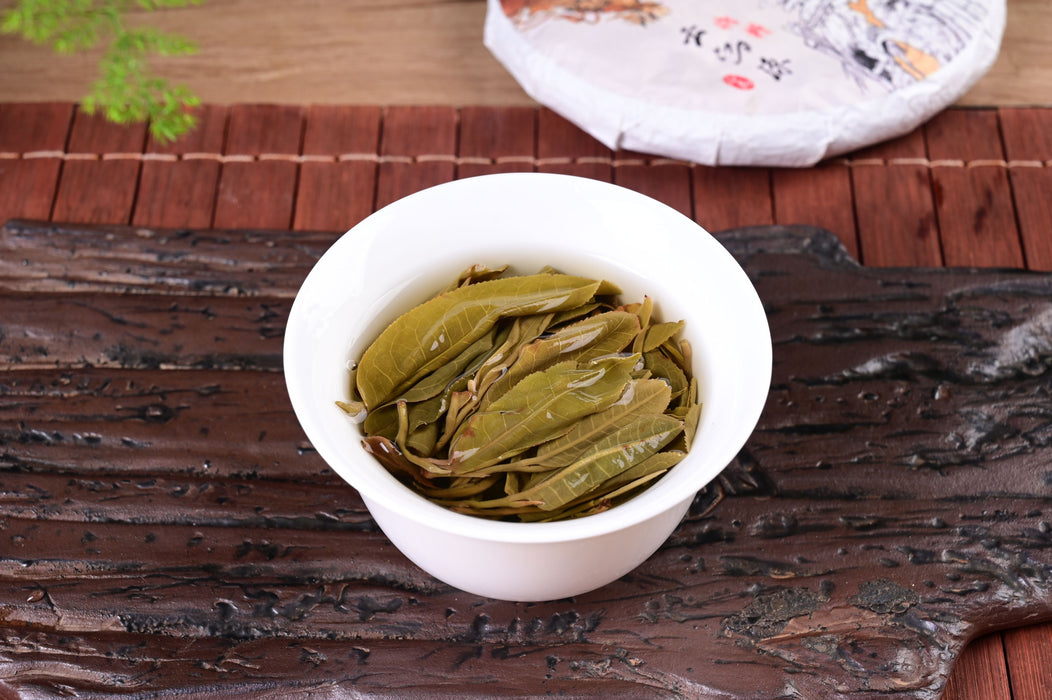 2024 Yunnan Sourcing "Autumn Yi Bang" Ancient Arbor Raw Pu-erh Tea Cake | Yunnan Sourcing Tea Shop