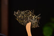 2025 Yunnan Sourcing "Autumn Mu Shu Cha" Old Arbor Raw Pu-erh Tea Cake | Yunnan Sourcing Tea Shop