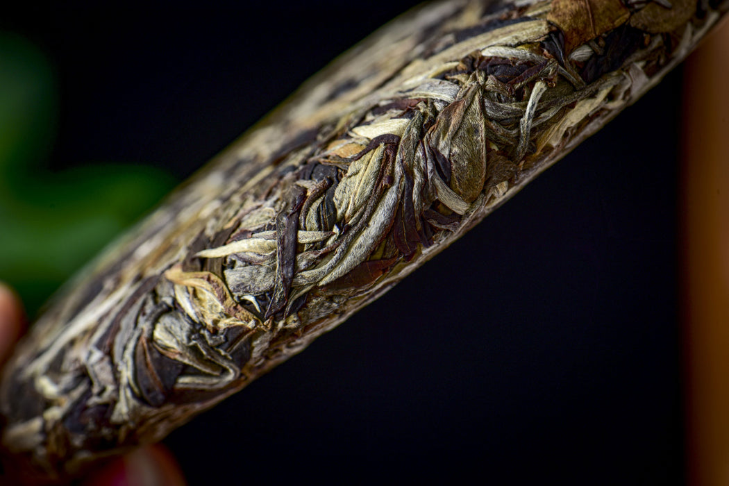 2026 Yunnan Sourcing "Mengku Gu Shu Bai Cha" White Tea Cake | Yunnan Sourcing Tea Shop