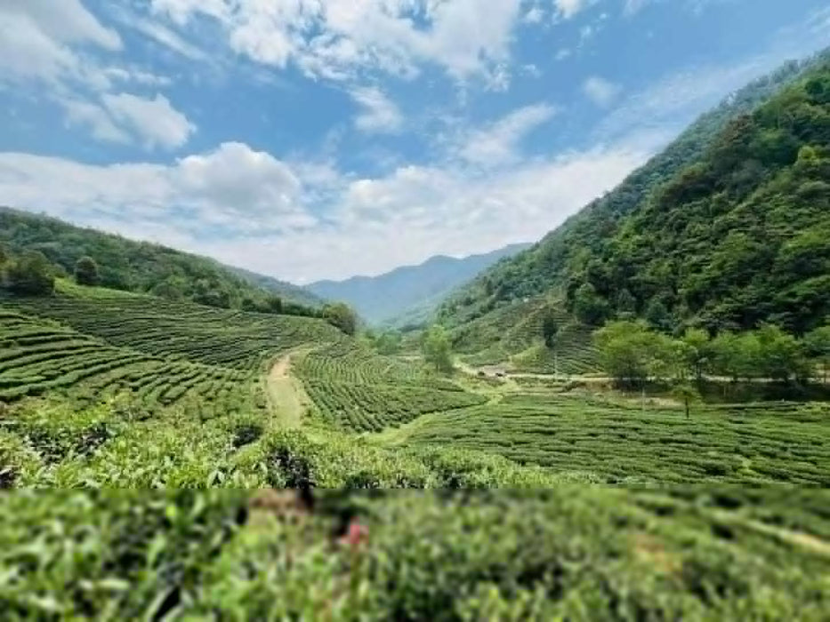 Yunnan "Qing Xin" Taiwan Varietal Red Oolong Tea | Yunnan Sourcing Tea Shop