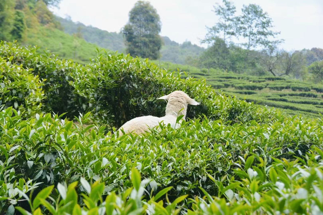 Yunnan "Qing Xin" Taiwan Varietal Jade Oolong Tea | Yunnan Sourcing Tea Shop