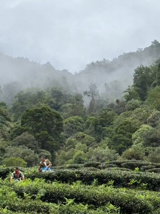 Yunnan "Eastern Beauty" Taiwan Varietal Oolong Tea | Yunnan Sourcing Tea Shop