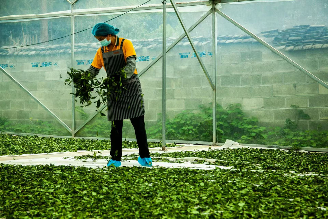 Yunnan "Qing Xin" Taiwan Varietal Red Oolong Tea | Yunnan Sourcing Tea Shop