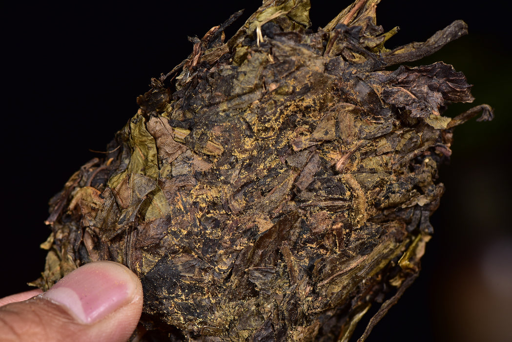 2015 Gao Jia Shan "Da Cang Jia" Wild Harvested Hunan Fu Brick Tea