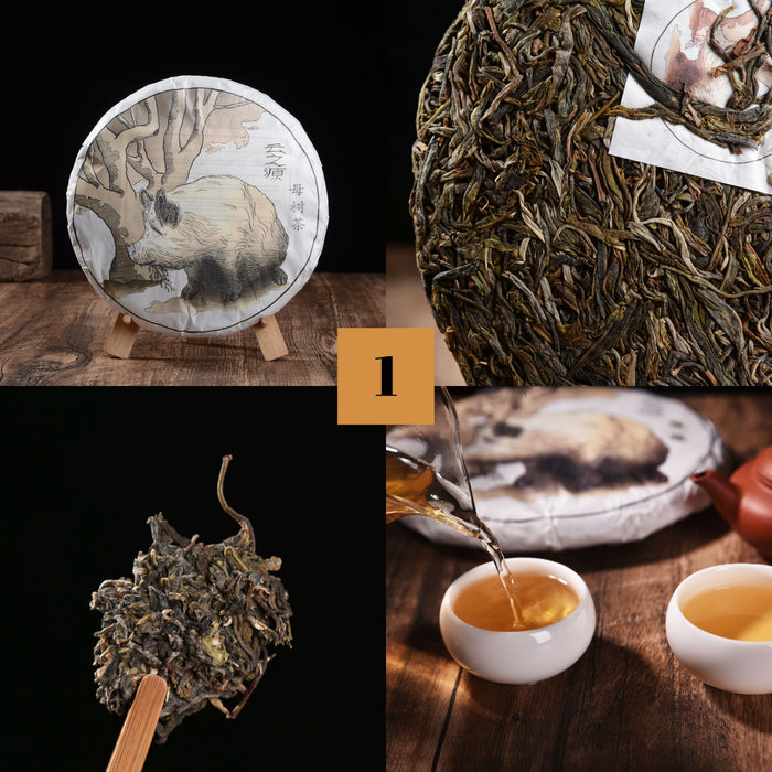2019 Yunnan Sourcing "Autumn Lincang" Raw Pu-erh Tea Sampler * Part 1