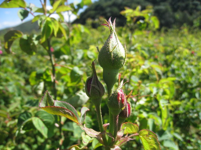 Yunnan Sun-Dried Wild Rose Buds from Wenshan — Yunnan Sourcing Tea Shop