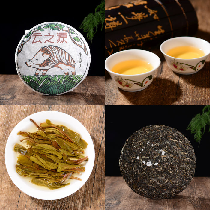 2019 Yunnan Sourcing "Autumn Jinggu" Raw Pu-erh Tea Sampler
