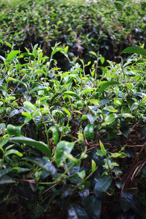 Menghai "Buddha Aroma" Green Tea