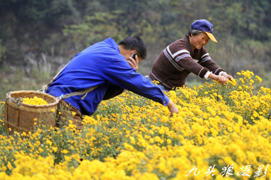 Yellow Chrysanthemum Flower - Huang Ju Hua, Herbals Tisanes
