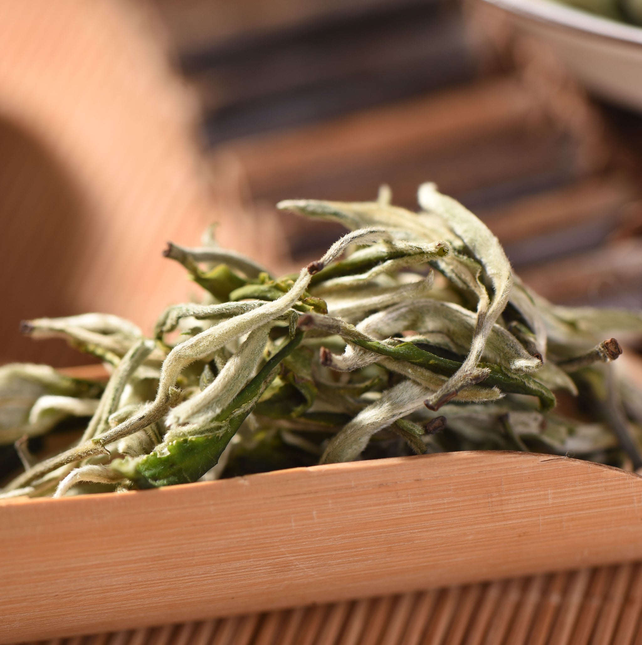 Green Tea Spring 2023 — Yunnan Sourcing Tea Shop