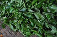 2010 Yunnan Sourcing "You Le Ya Nuo" Raw Pu-erh Tea Cake - Yunnan Sourcing Tea Shop