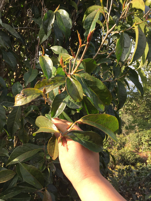 Yunnan Sun-dried Wild Rose Buds - 2 oz.